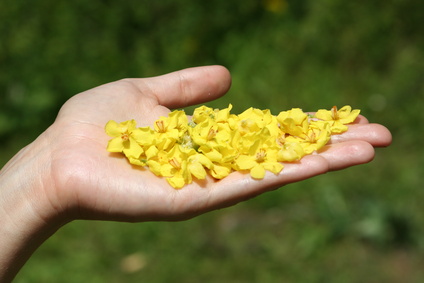 Cuiellette fleur