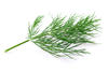 ANETH FEUILLES