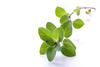 ORIGAN FEUILLES