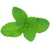 MENTHE POIVREE