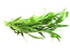 ESATRAGON FEUILLES