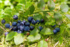 Bleuet